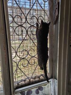 Будни  подопечных Банды Дворян