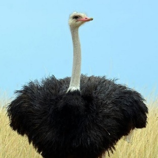 Страус: не просто птица, а рекордсмен пустыни