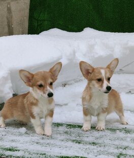 Вельш корги пемброк,девочки