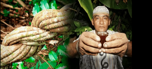 все о жизни в сельве