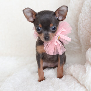 Кукольная девочка той терьера 