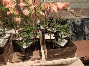 Черенки и саженцы роз на продажу