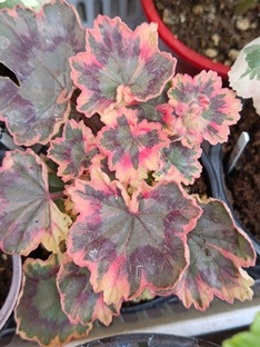 Пестролистные пеларгонии