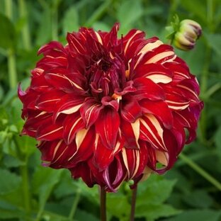 Садовые цветы