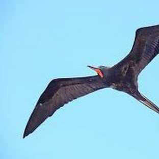 Фрегат: птица-пират небес с размахом и хитростью