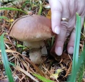 Грибы в Подмосковье