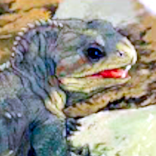 Носители чешуи