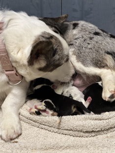 Щенки Вельш корги кардиган 