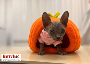 Вакцинация