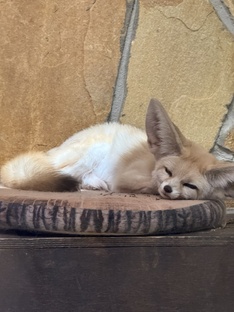 Опека фенека