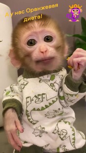 Весёлые обезьянки