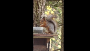 Птицы, белки. Кормушка для птиц.