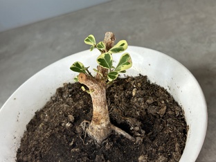 Триангулярисы 🌿