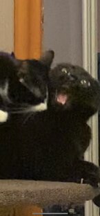 Топ роликов 🔝