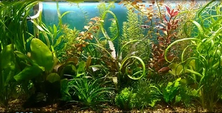 Биобаланс аквариума.