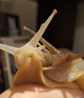 Содержание и уход