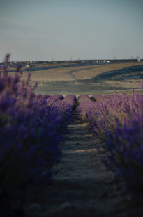 Лавандовые поля в Крыму 