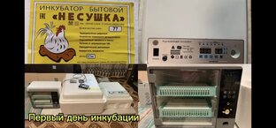 Инкубация в трёх инкубаторах