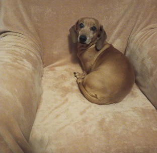 Мои собачата и другие  . Видео. 