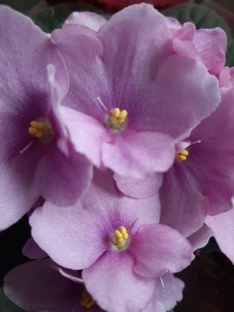 Всё про фиалки 