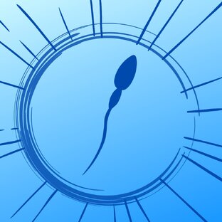 Всё о сперматозоидах.