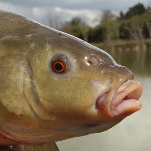 Линь: тайны скромного обитателя прудов