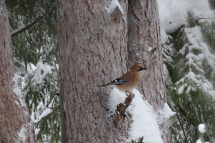 Голоса птиц