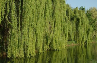 Если это она...