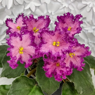 Фиалки. Селекция Nik- Натальи Булко