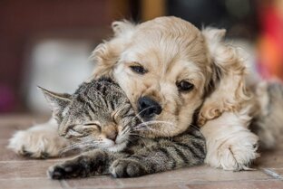 ФОТОГРАФИЯ в МИРЕ ЖИВОТНЫХ