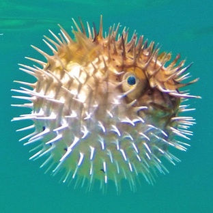 Рыба-ёж: колючий загадочный обитатель океана