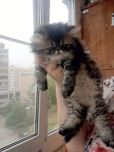 Персидская кошечка