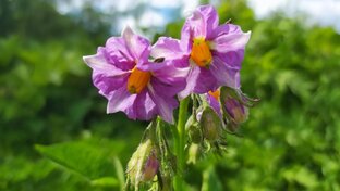 Картофель (сорта, эксперименты, технологии