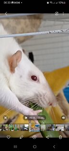 Крысы Дамбо  