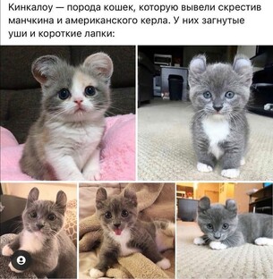 милые котики 