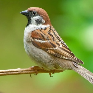 Воробей: секреты самой обычной, но удивительной птицы