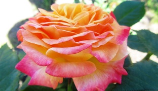 Обзор сортов роз