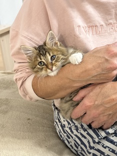 Бельмондо и Ко