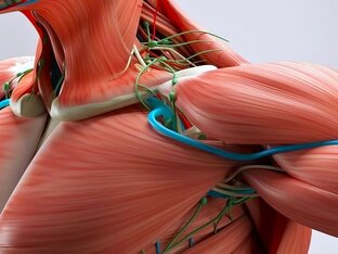 О трёхмерной фасции