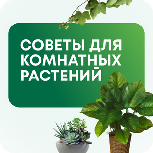 Большая подборка советов для всех комнатных растений