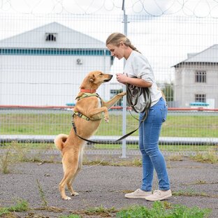  Юлия. О собаках с любовью