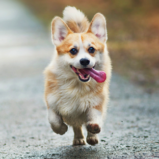 Ошибки владельцев собак