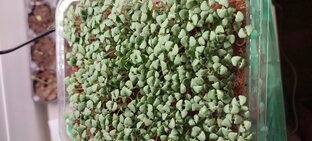 Микрозелень 