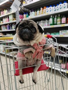Моя собака Бусечка🐕💞