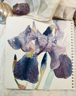 Ирис в росе