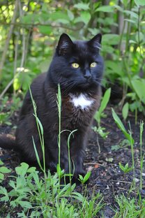 Коты-воители кратко, картинки как в реальной жизни. 
