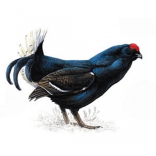 Тетерев: тайны жизни лесного певца и мастера выживания