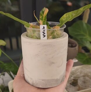 Для растений своими руками