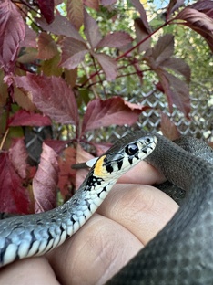 Уж, ёж и компания 