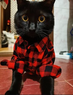 Домашние питомцы
